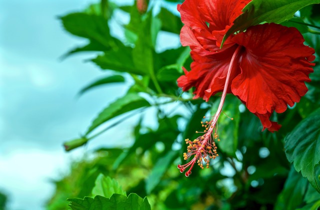 Kuva Red hibiscus flower, public domain.
